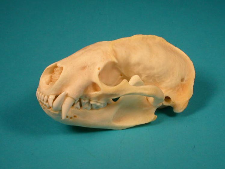 North American Badger Skull 